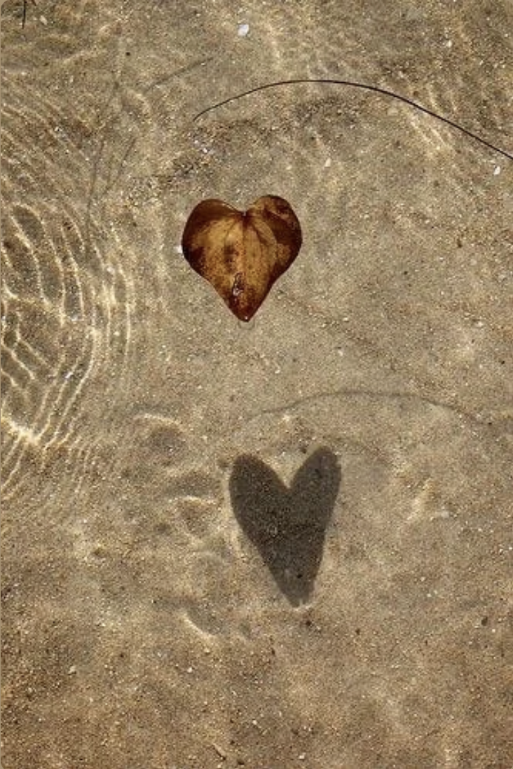 A heart-shaped leaf floating on water